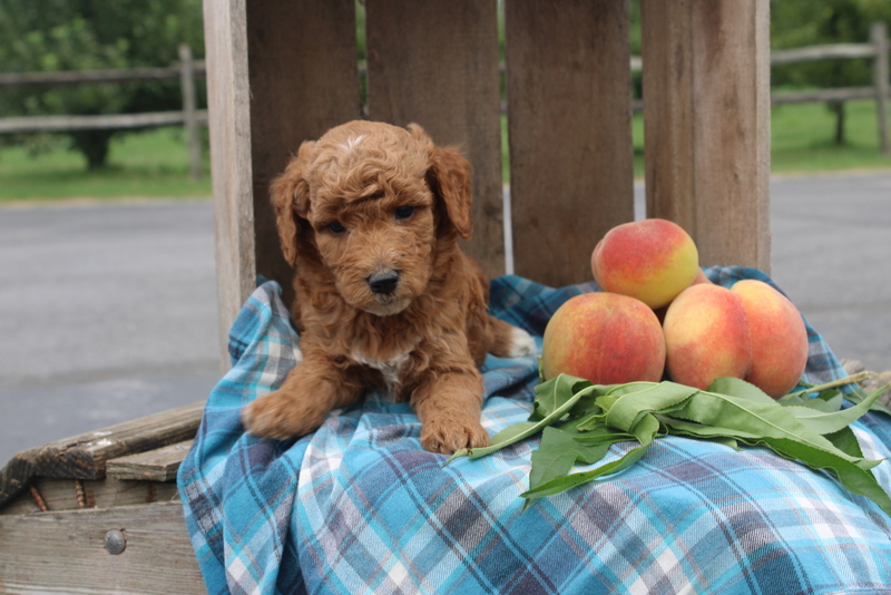 puppy, for, sale, Mini Goldendoodle F2, Matthew B. Stoltzfus, dog, breeder, Gap, PA, dog-breeder, puppy-for-sale, forsale, nearby, find, puppyfind, locator, puppylocator, aca